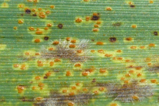 Leaf Rust - Barley